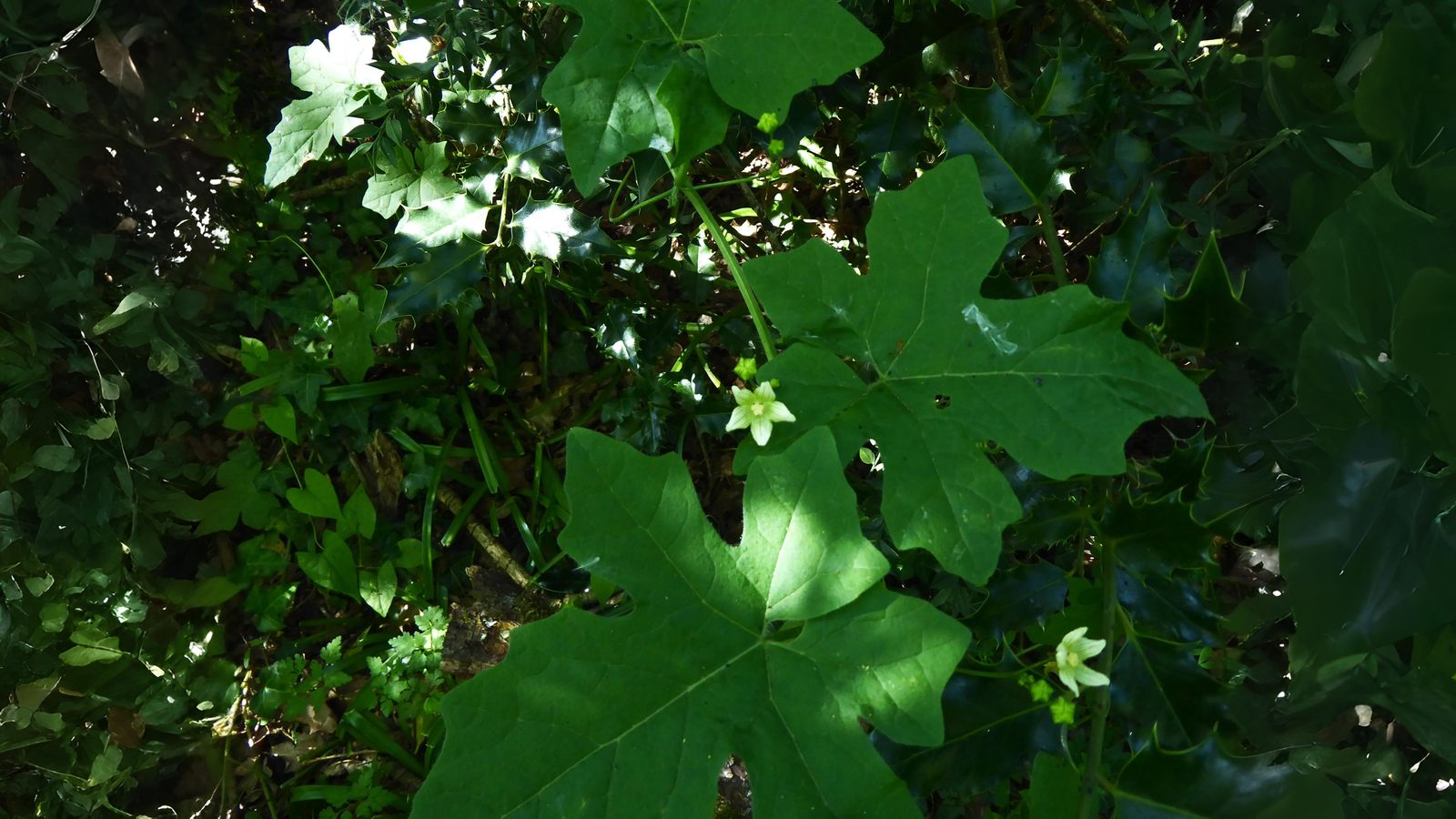 12-Sept Fruits of September Section Image