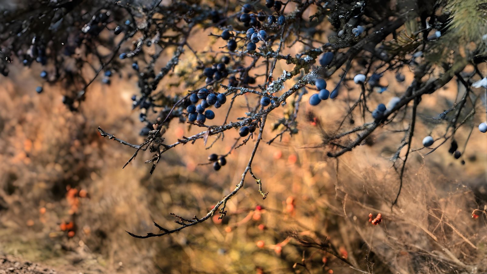 12-Sept Fruits of September Section Image