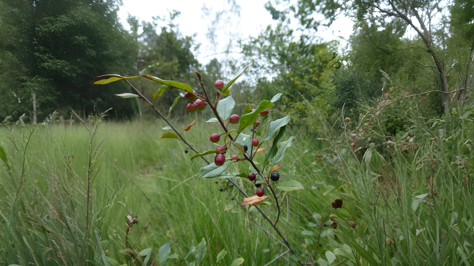 13-Sept Deadly and Delightful Berries Section Image