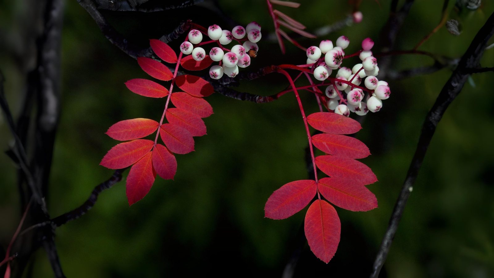 13-Sept Deadly and Delightful Berries Section Image