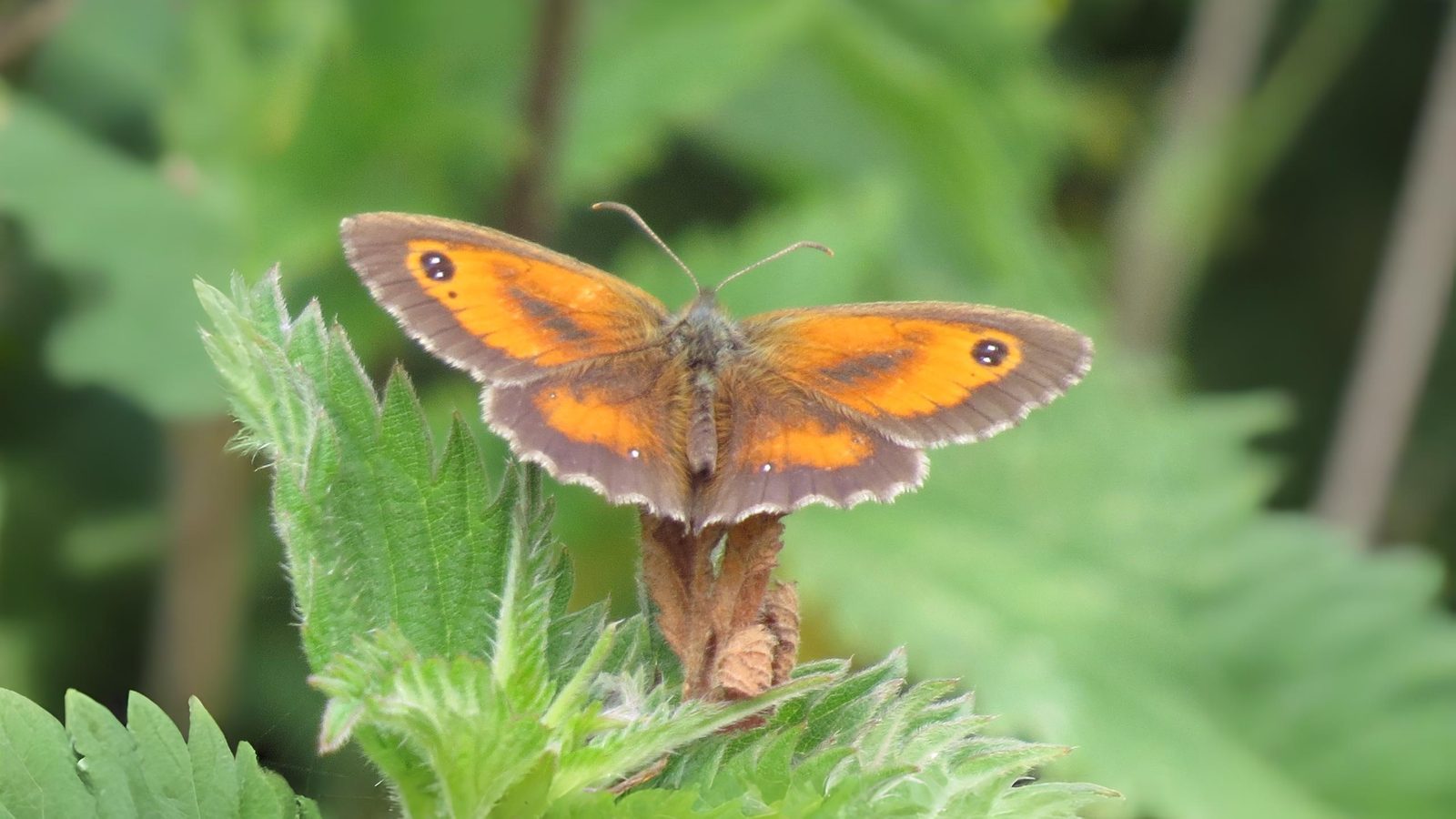14-Sept September’s Butterflies Section Image