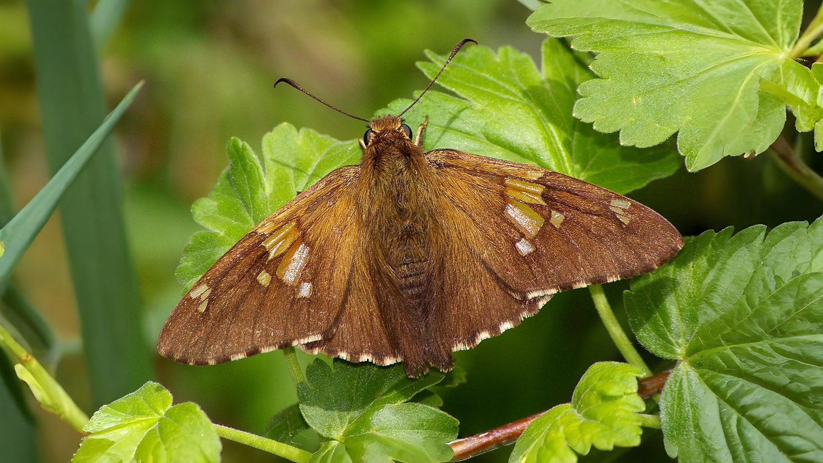 14-Sept September’s Butterflies Section Image