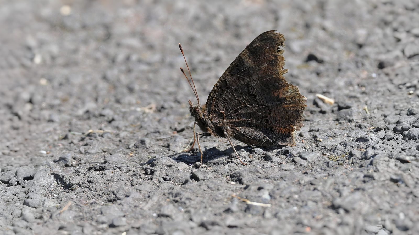 14-Sept September’s Butterflies Section Image
