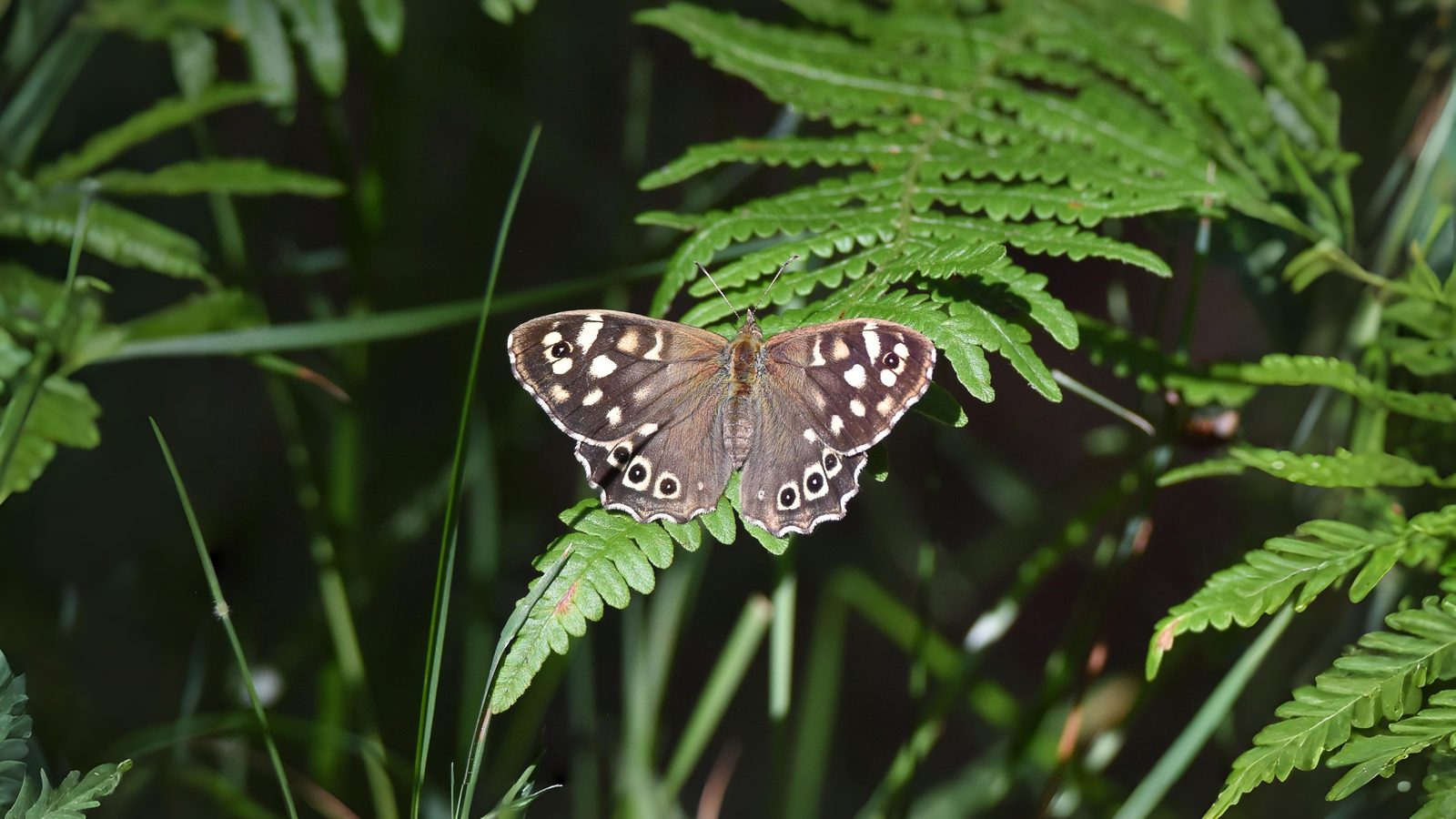 15-Sept The Browns and the Golden Rarities Section Image
