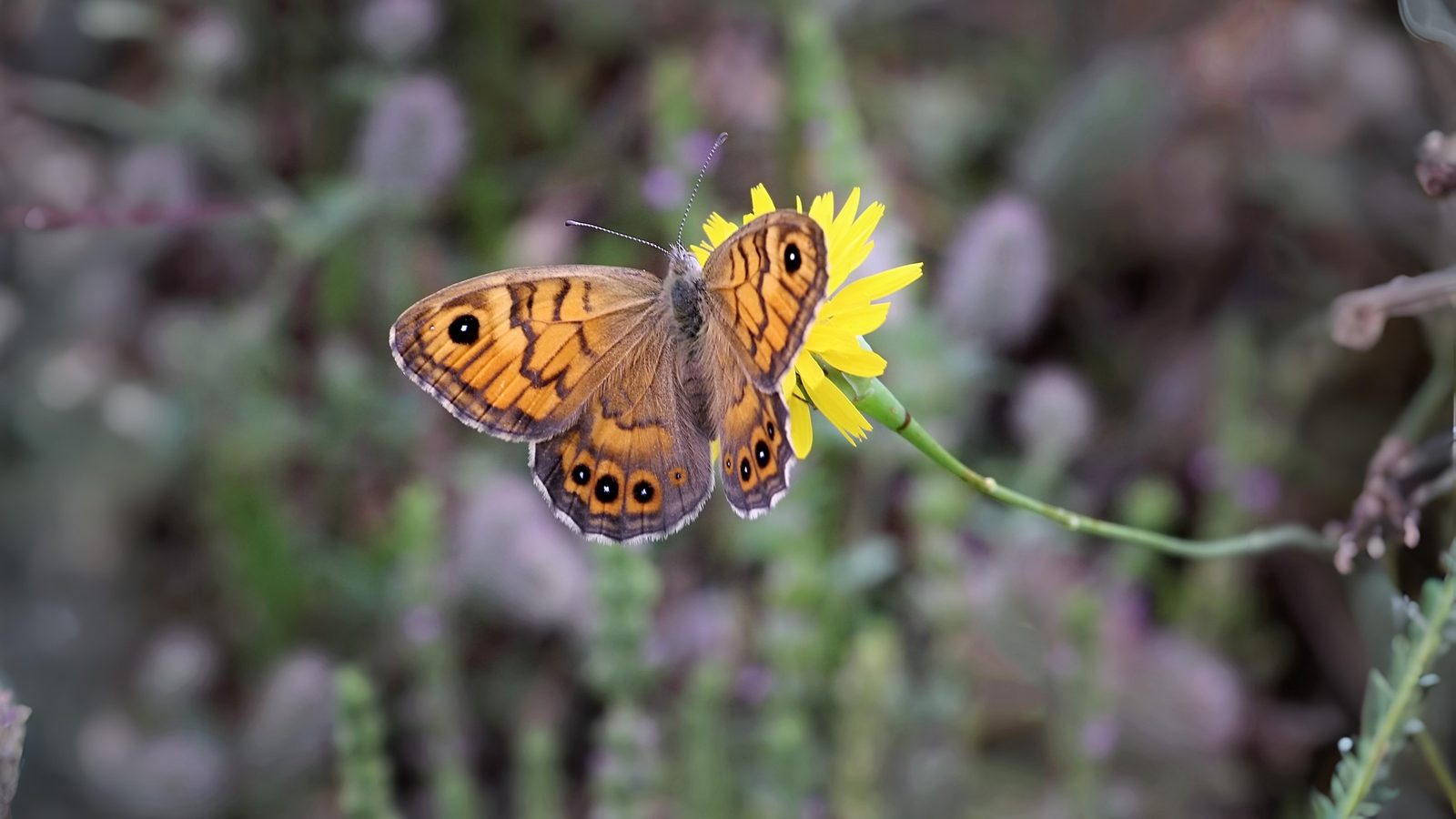 15-Sept The Browns and the Golden Rarities Section Image