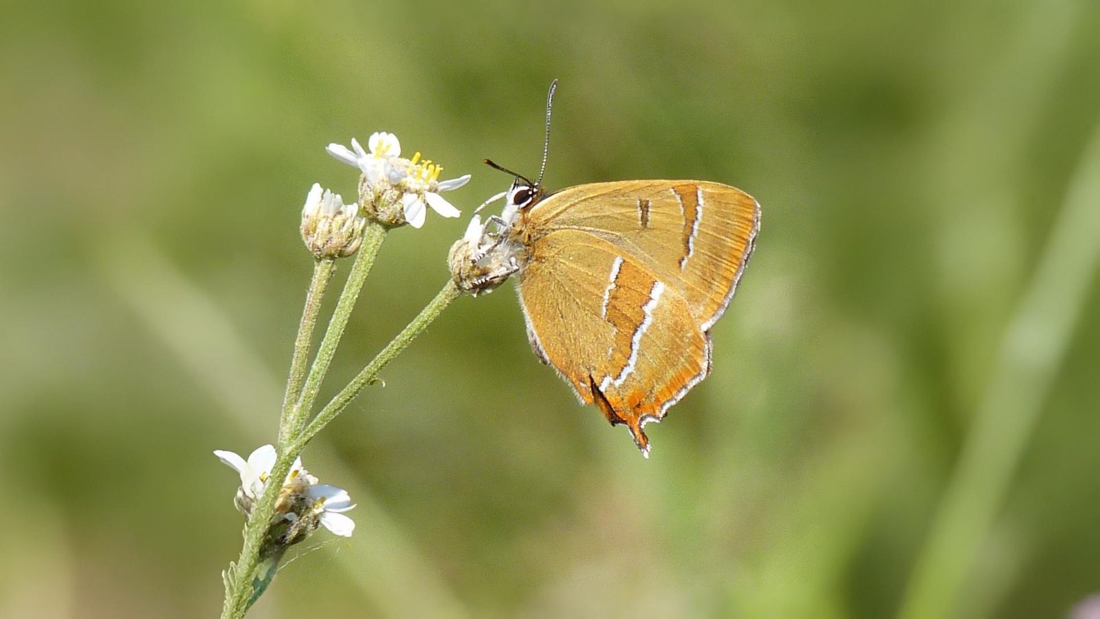 15-Sept The Browns and the Golden Rarities Section Image