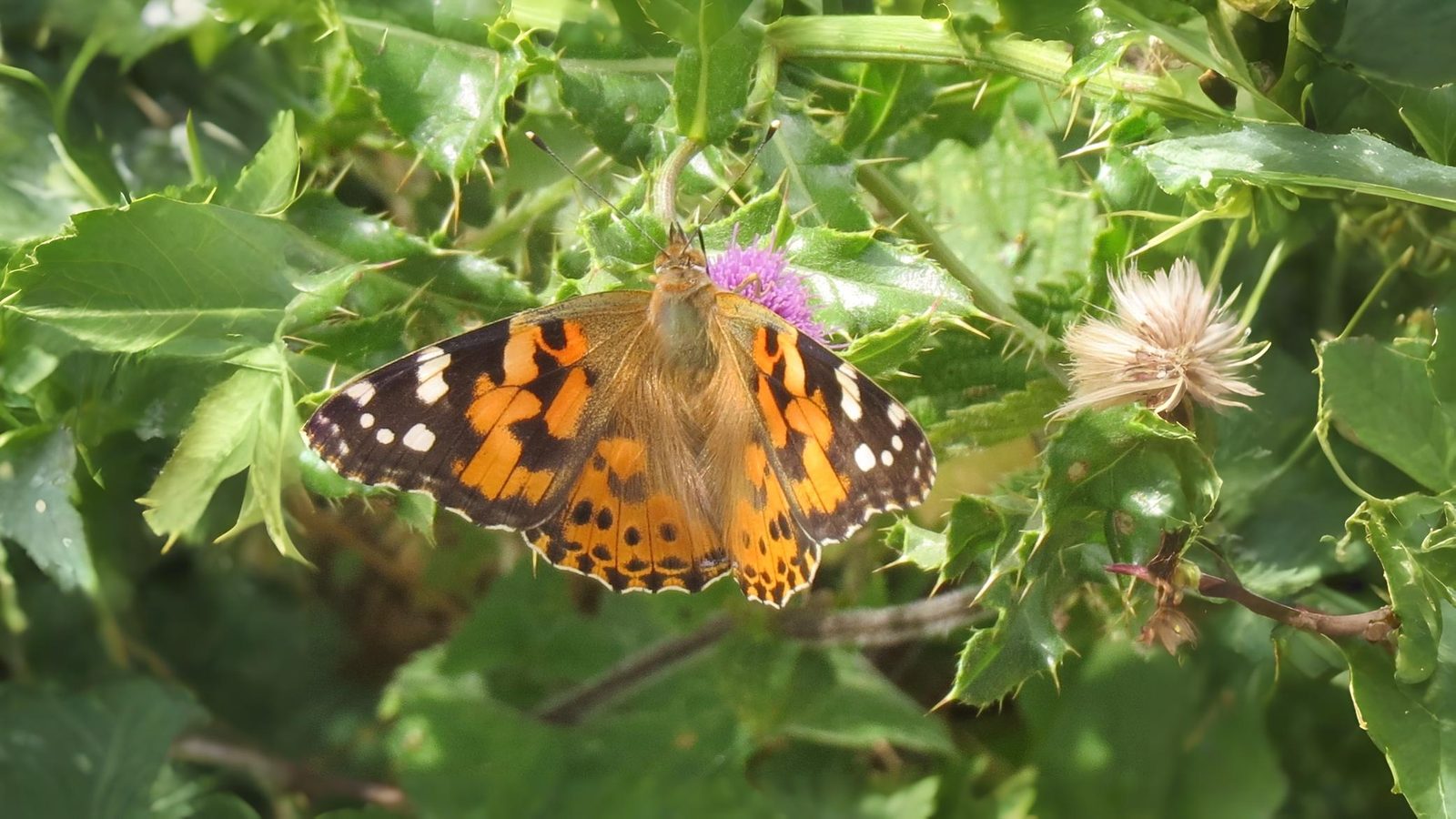 15-Sept The Browns and the Golden Rarities Section Image