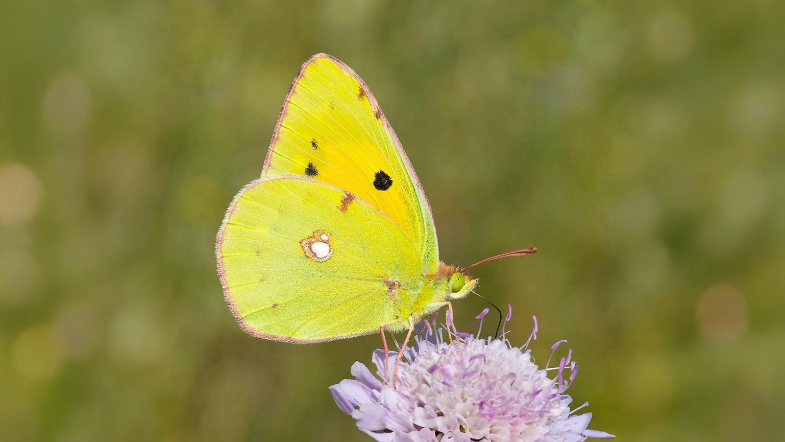 15-Sept The Browns and the Golden Rarities Section Image
