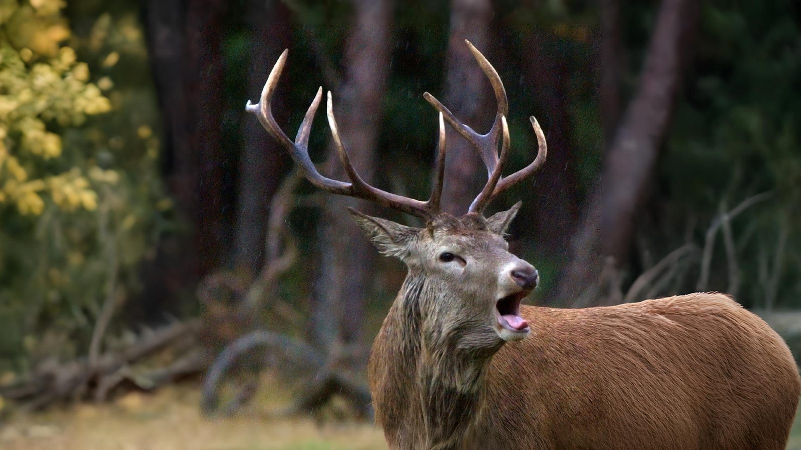16-Sept Deer, Dens, and Autumn Wanderers Section Image