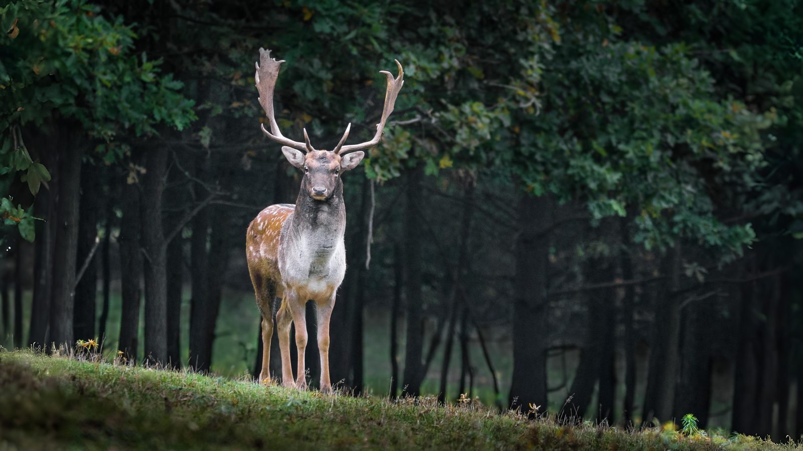 16-Sept Deer, Dens, and Autumn Wanderers Section Image