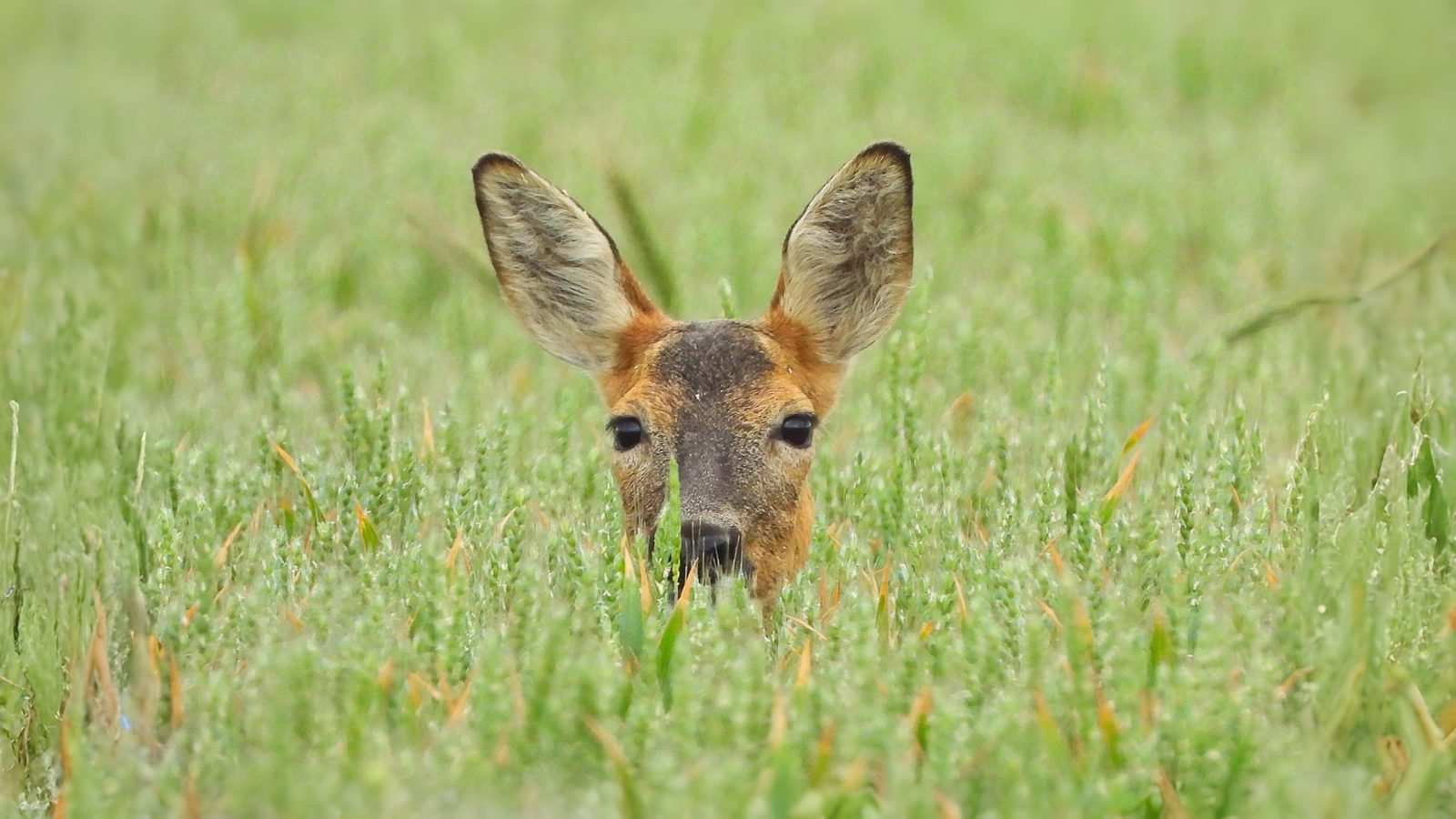 16-Sept Deer, Dens, and Autumn Wanderers Section Image