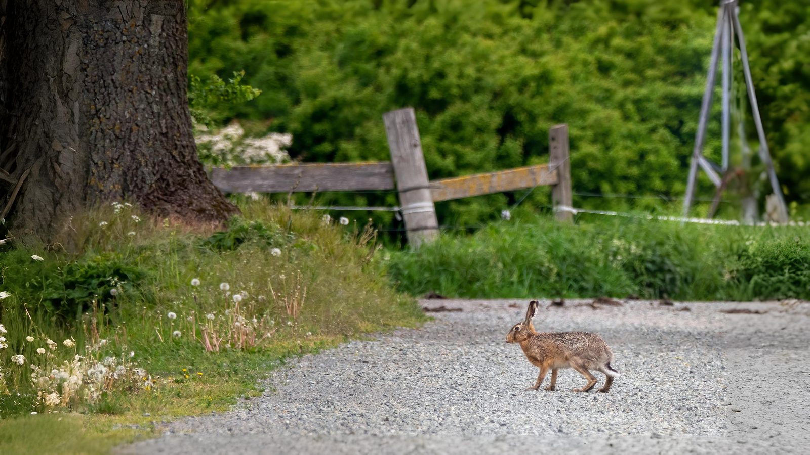 16-Sept Deer, Dens, and Autumn Wanderers Section Image