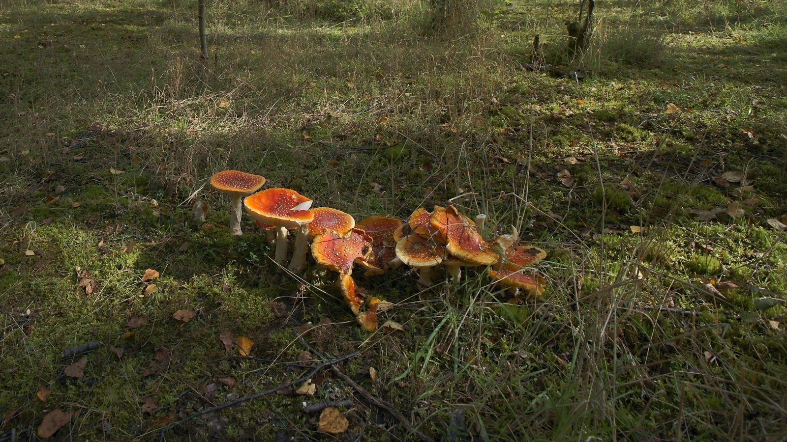 18-Sept The Fungi Kingdom Awakens Section Image