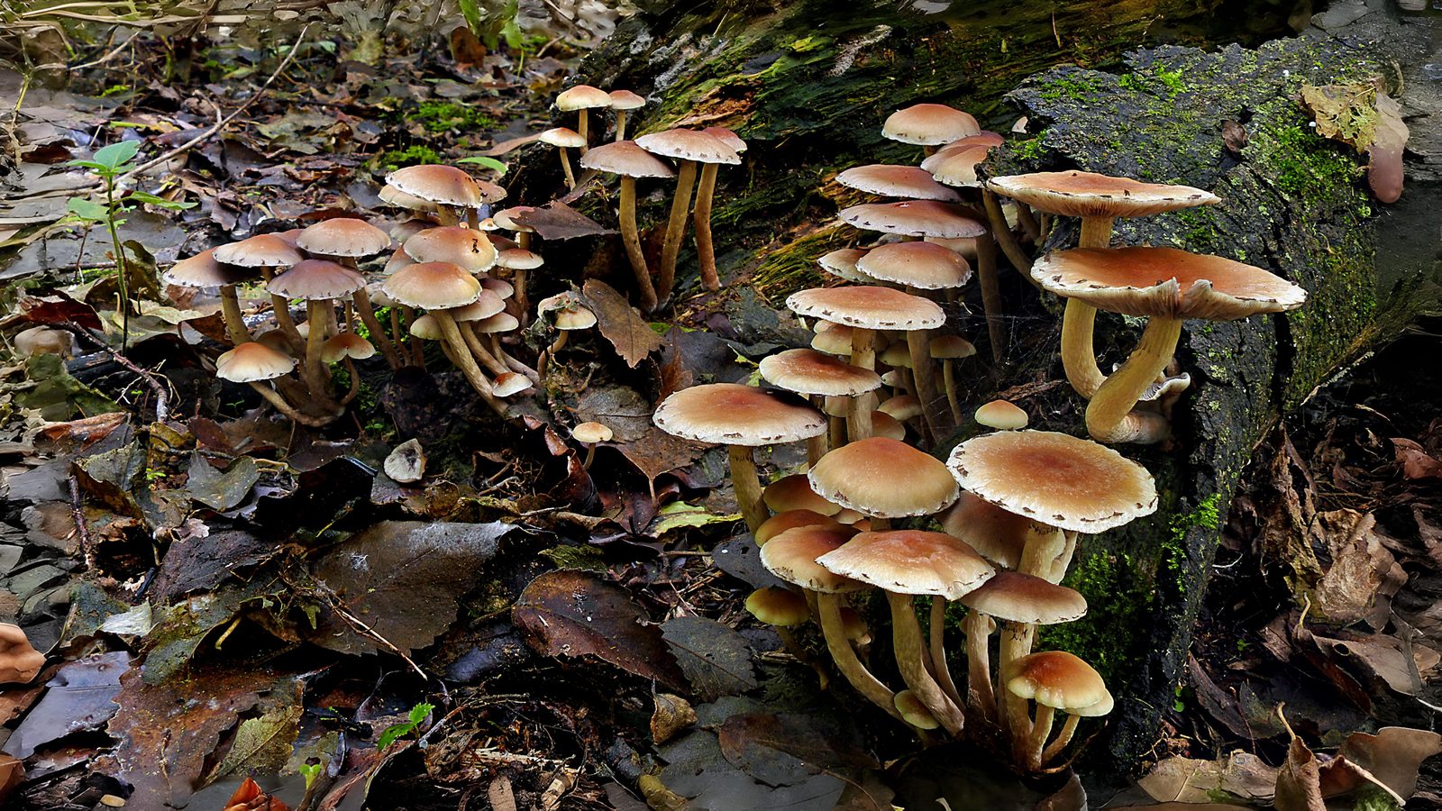 18-Sept The Fungi Kingdom Awakens Section Image
