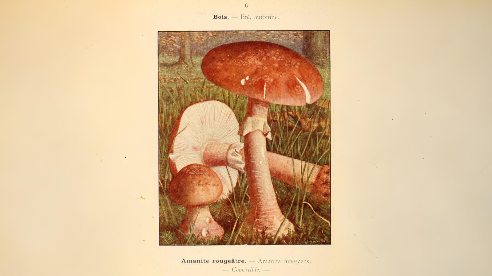 18-Sept The Fungi Kingdom Awakens Section Image