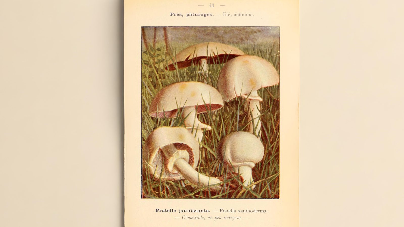 19-Sept Mushroom Magic: London’s Hidden Agarics Section Image