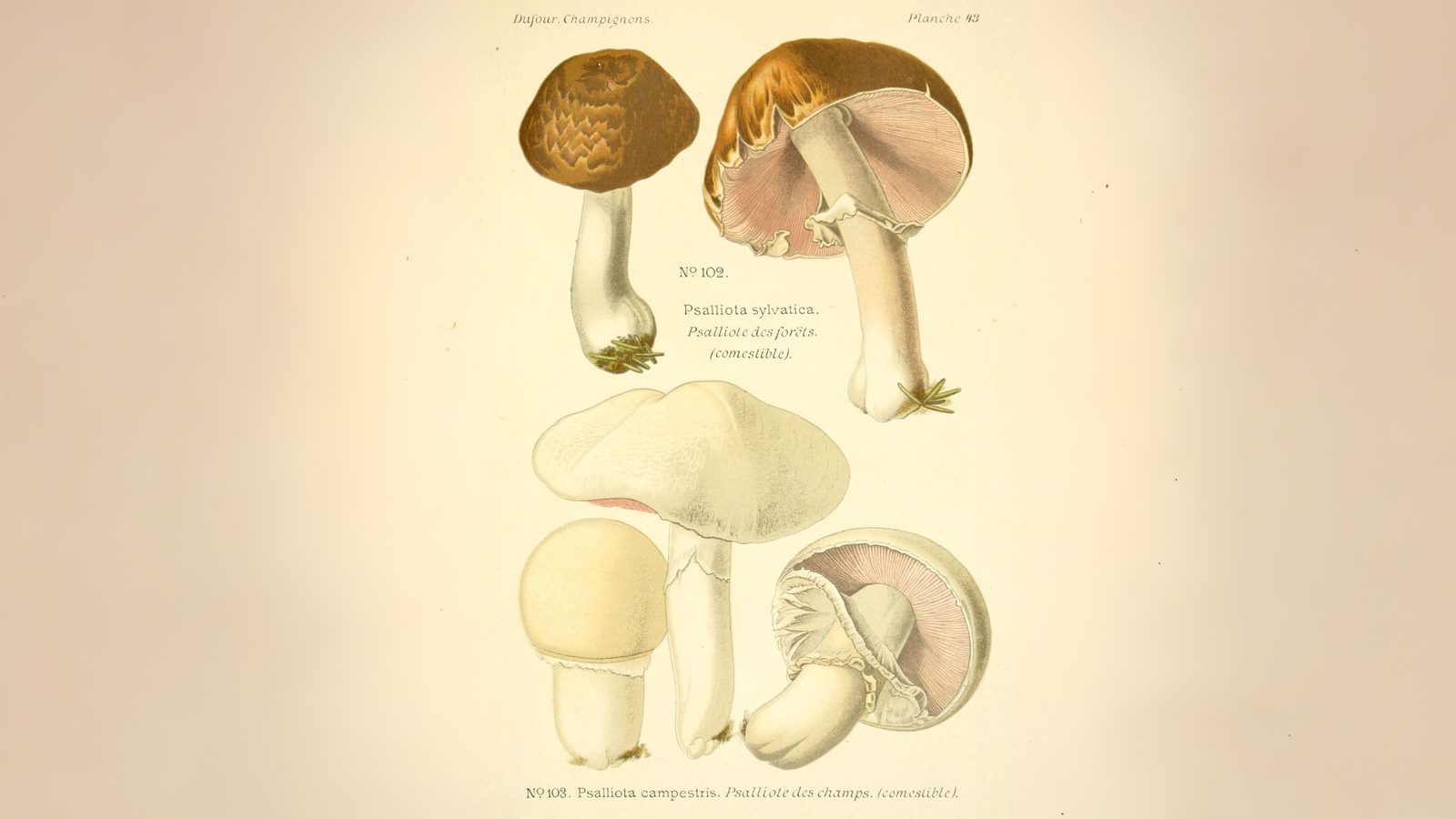 19-Sept Mushroom Magic: London’s Hidden Agarics Section Image