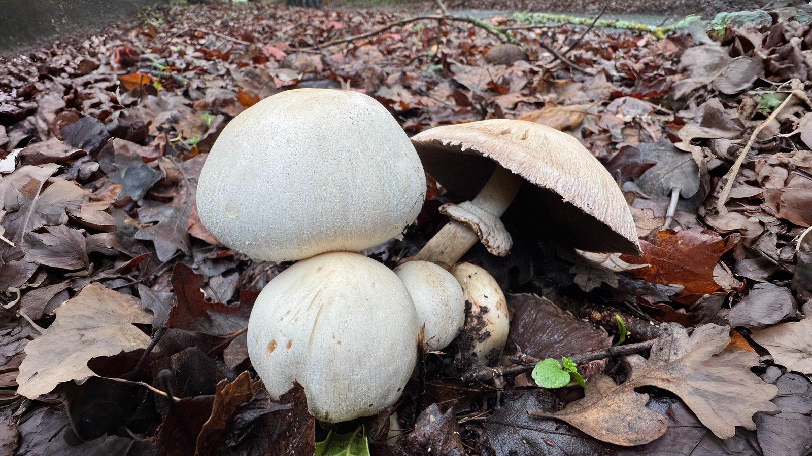19-Sept Mushroom Magic: London’s Hidden Agarics Section Image