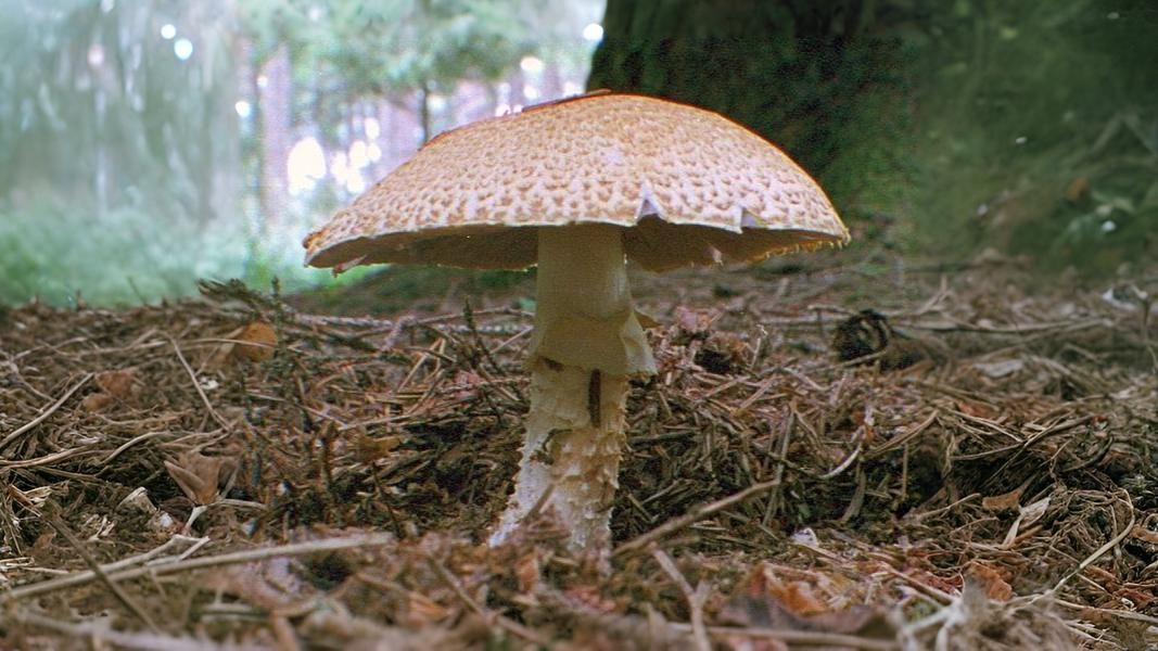 19-Sept Mushroom Magic: London’s Hidden Agarics Section Image