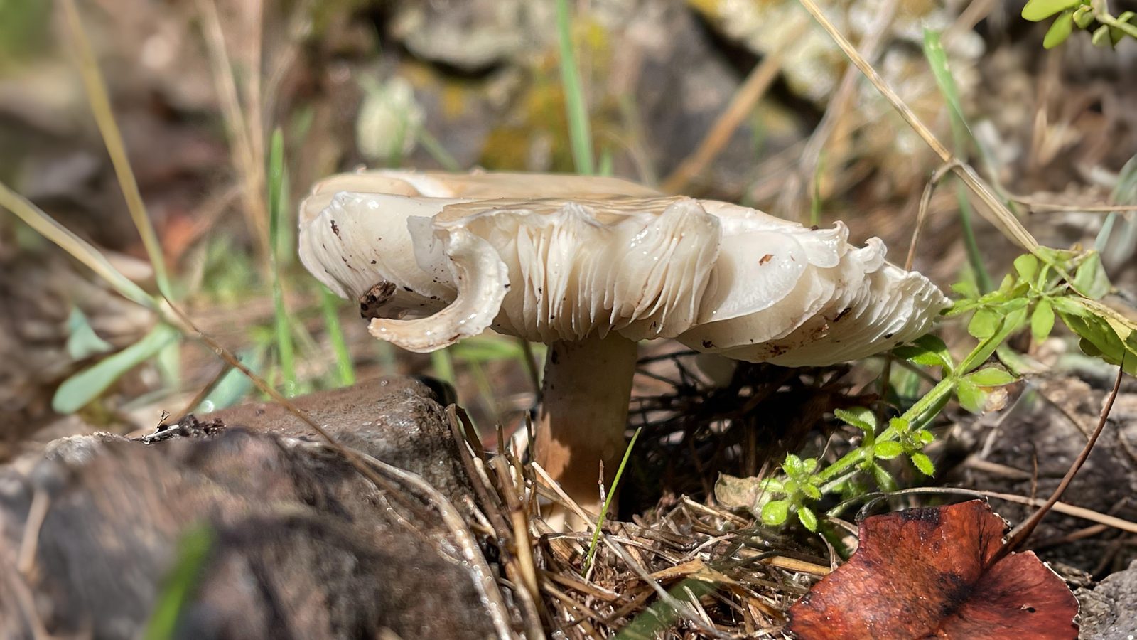 19-Sept Mushroom Magic: London’s Hidden Agarics Section Image