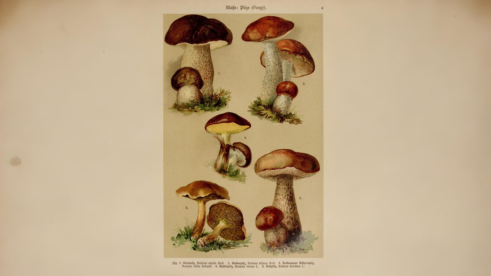 20-Sept London’s Fungi Treasures Section Image