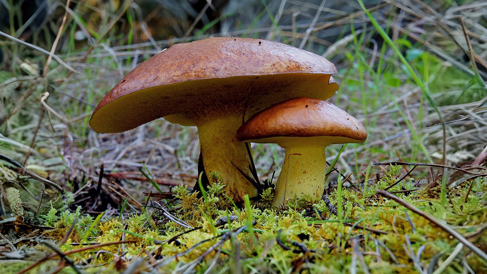 20-Sept London’s Fungi Treasures Section Image