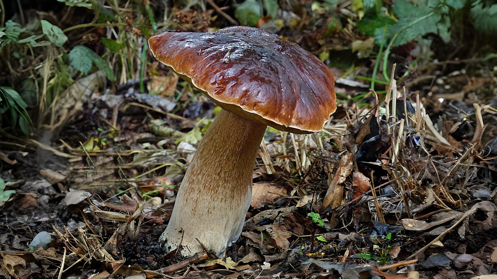20-Sept London’s Fungi Treasures Section Image