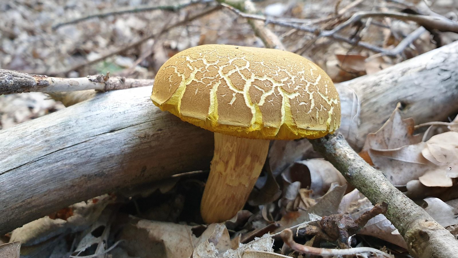20-Sept London’s Fungi Treasures Section Image