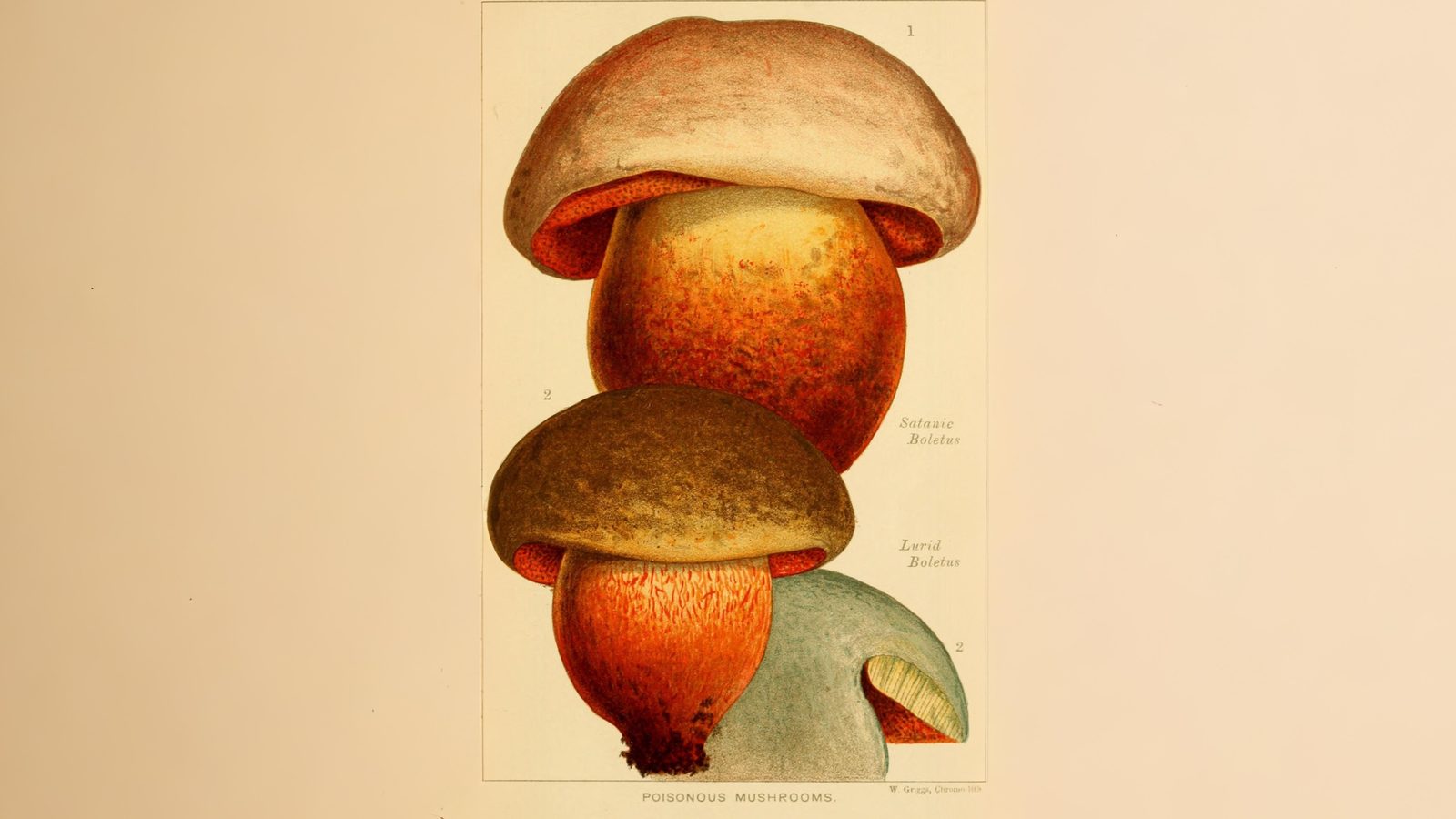 20-Sept London’s Fungi Treasures Section Image