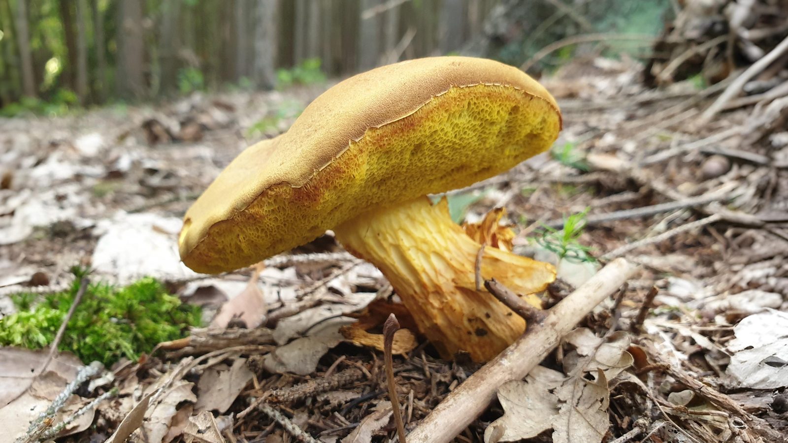 20-Sept London’s Fungi Treasures Section Image