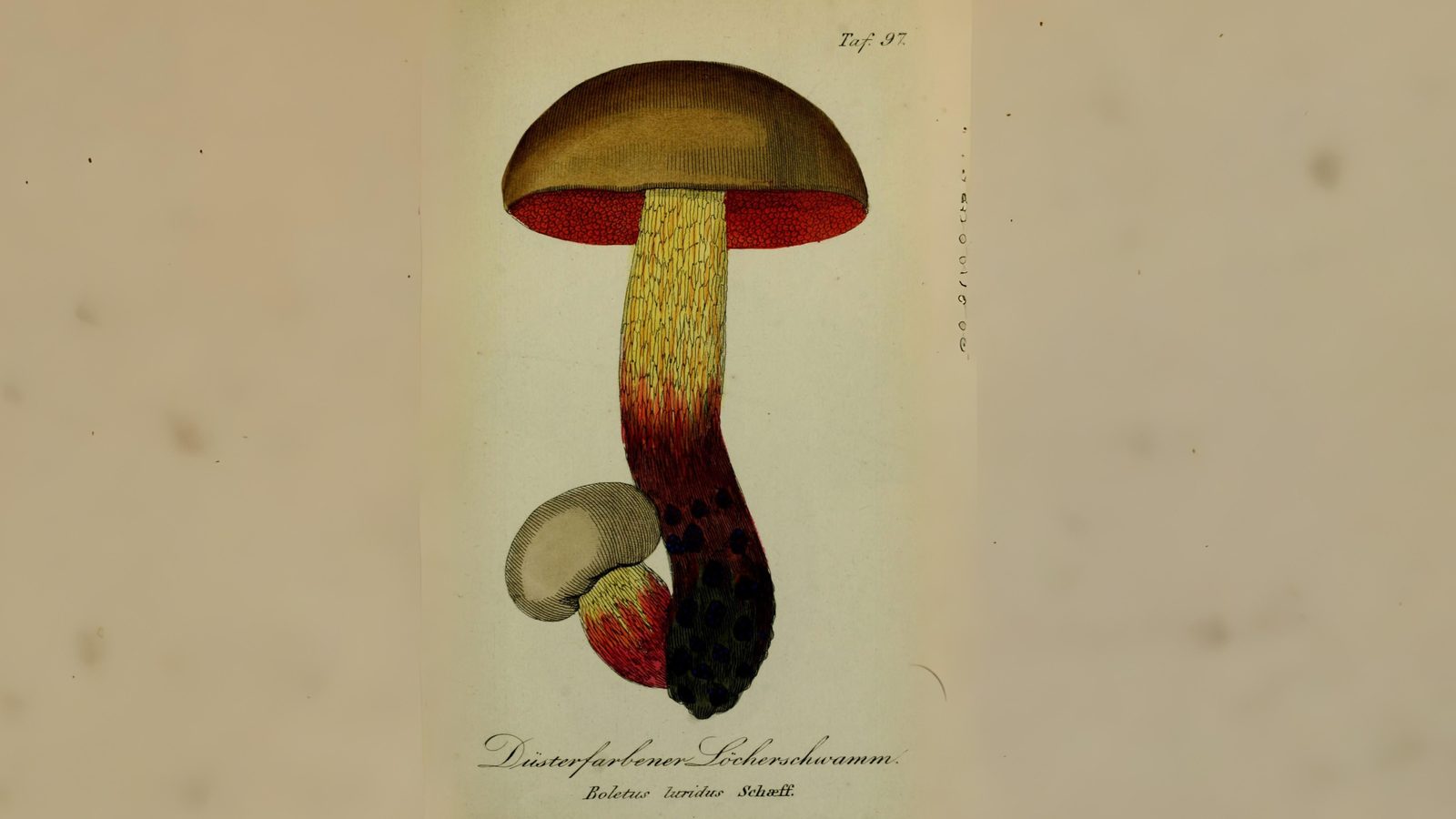 20-Sept London’s Fungi Treasures Section Image