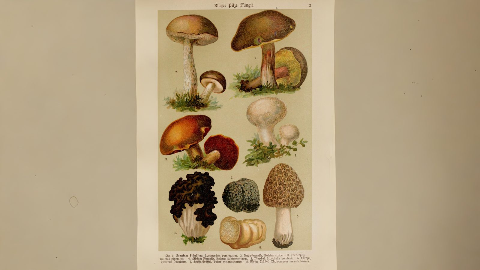 21-Sept Mystical Boletes of London’s Woodlands Section Image