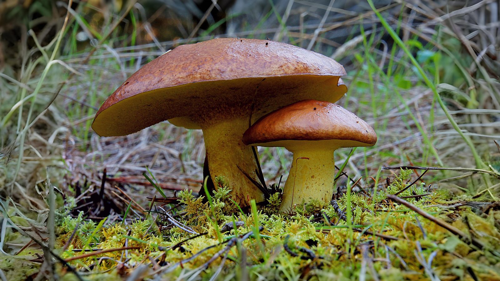 21-Sept Mystical Boletes of London’s Woodlands Section Image