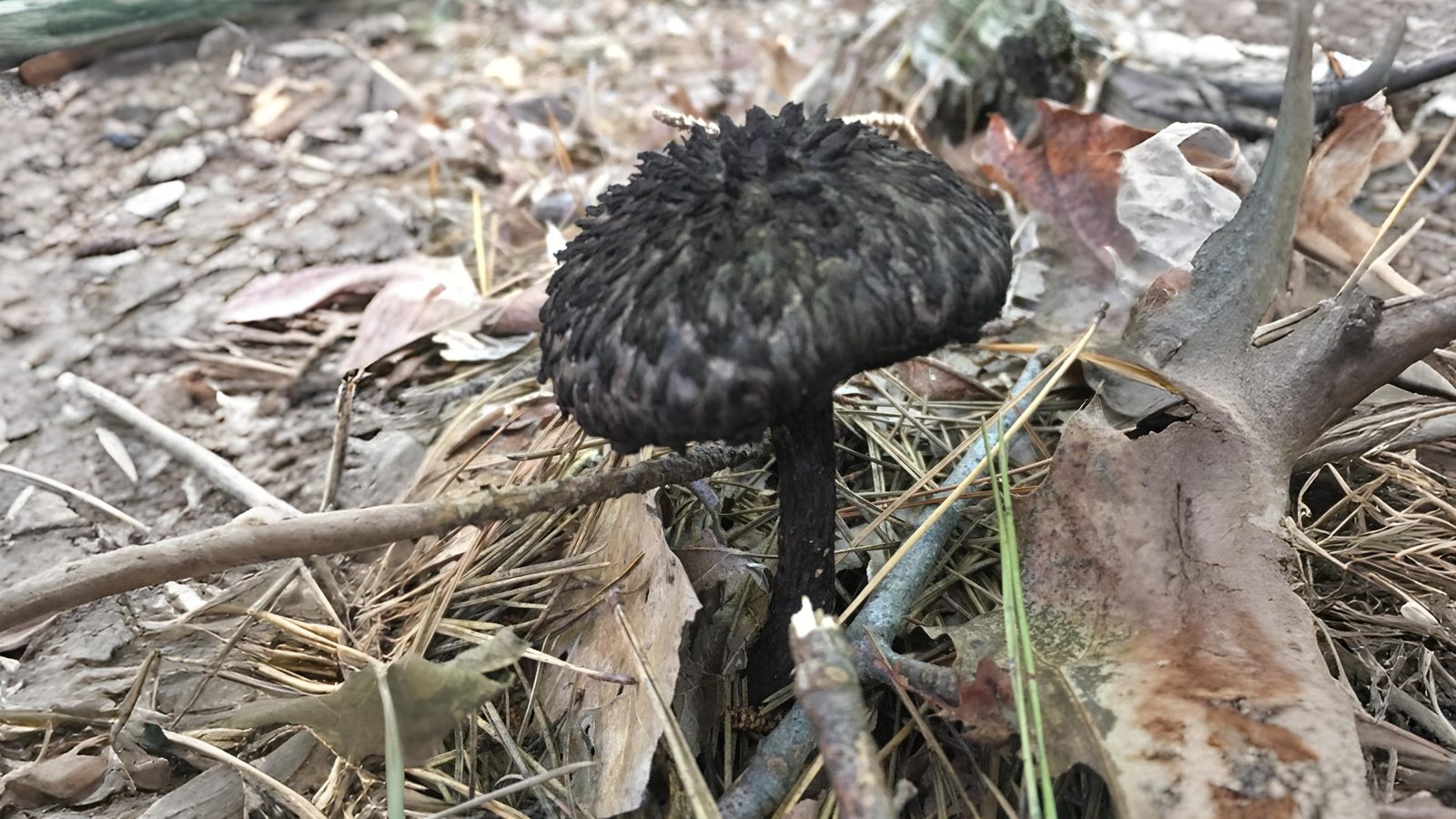 21-Sept Mystical Boletes of London’s Woodlands Section Image