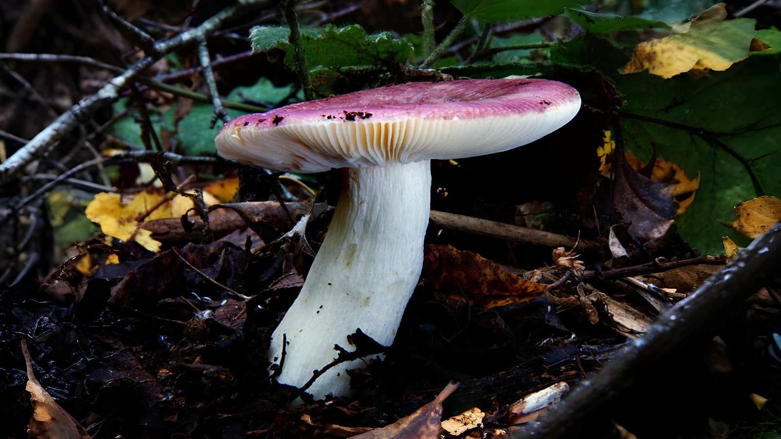 22-Sept The Colourful World of Brittlegills Section Image