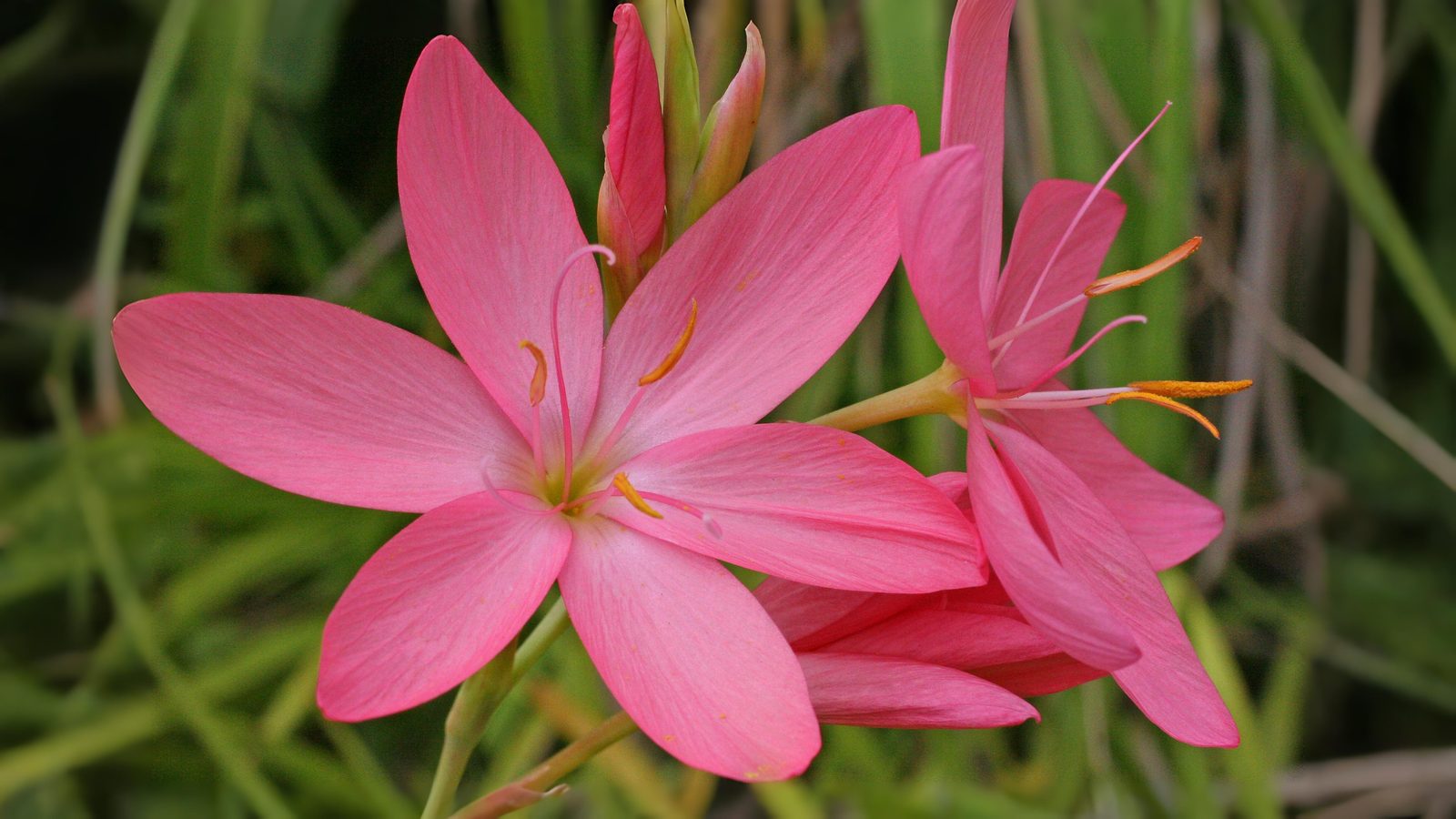 23-Sept September’s Garden Jewels Section Image