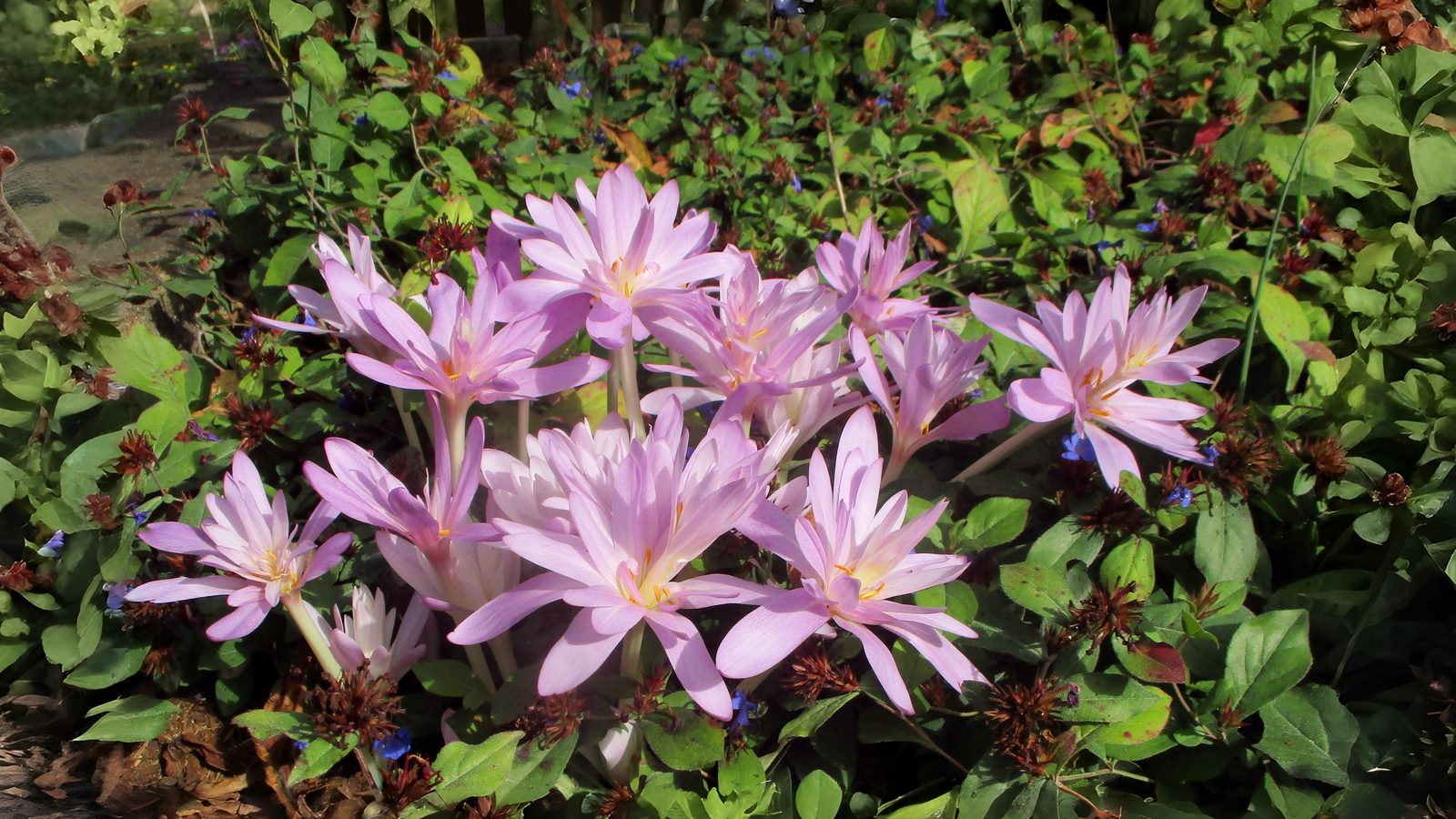 23-Sept September’s Garden Jewels Section Image