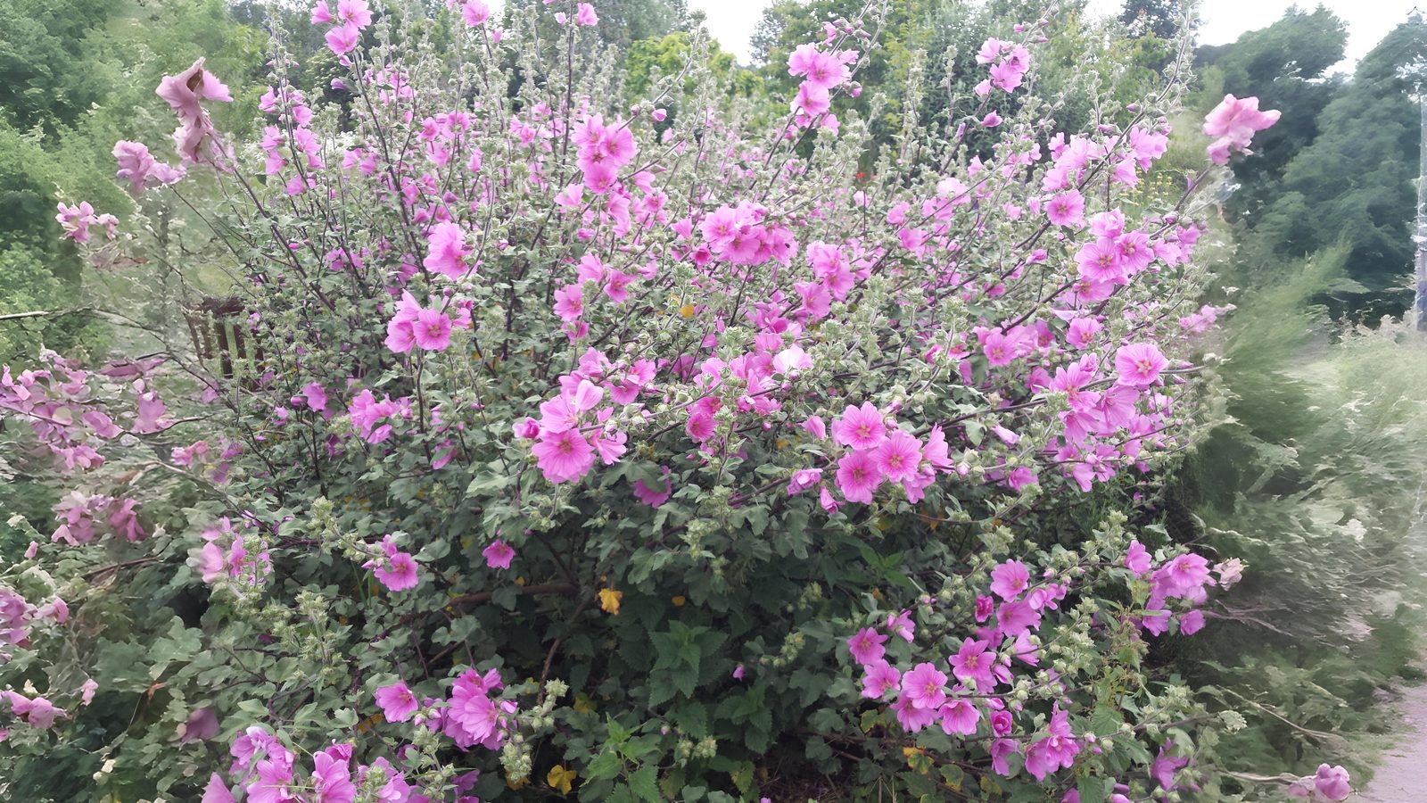 24-Sept Shrubs, Trees & September Colour Section Image