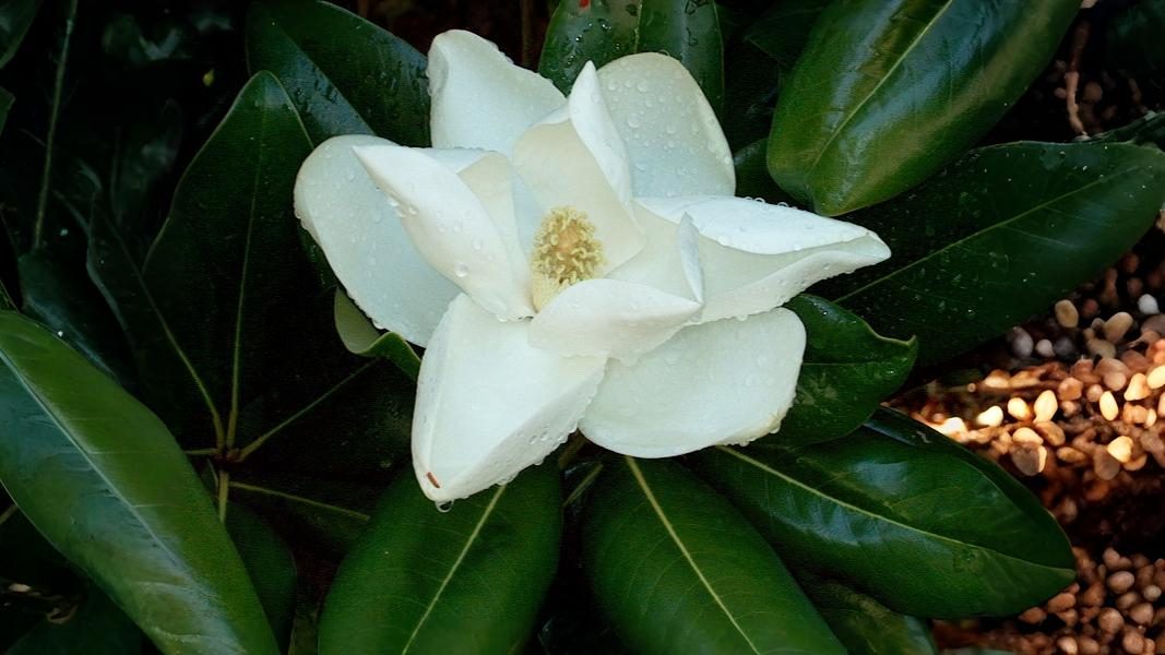24-Sept Shrubs, Trees & September Colour Section Image