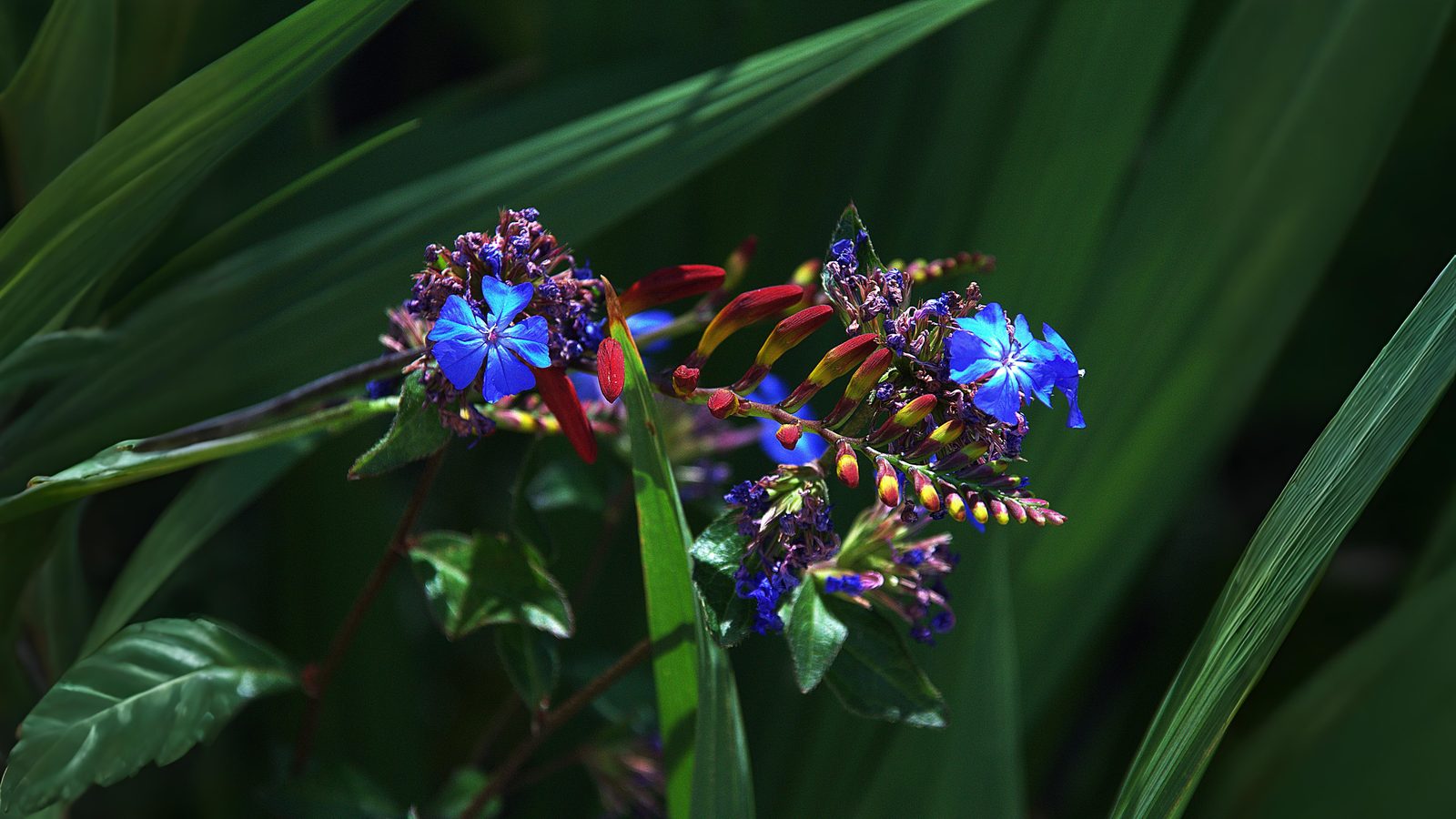 24-Sept Shrubs, Trees & September Colour Section Image