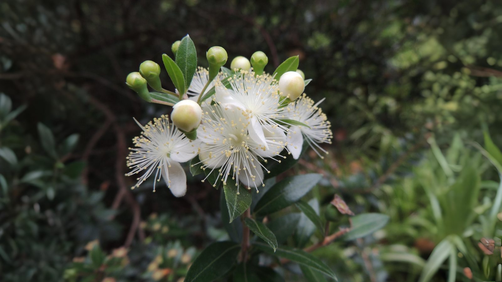 24-Sept Shrubs, Trees & September Colour Section Image