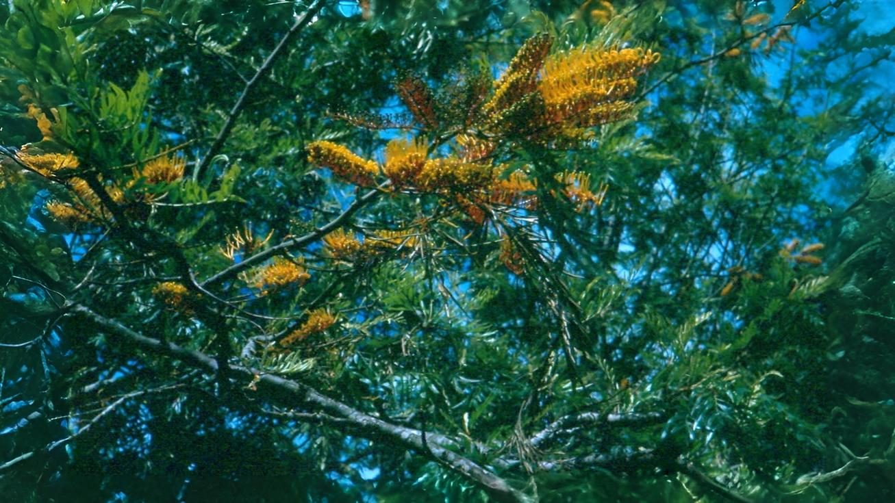 24-Sept Shrubs, Trees & September Colour Section Image