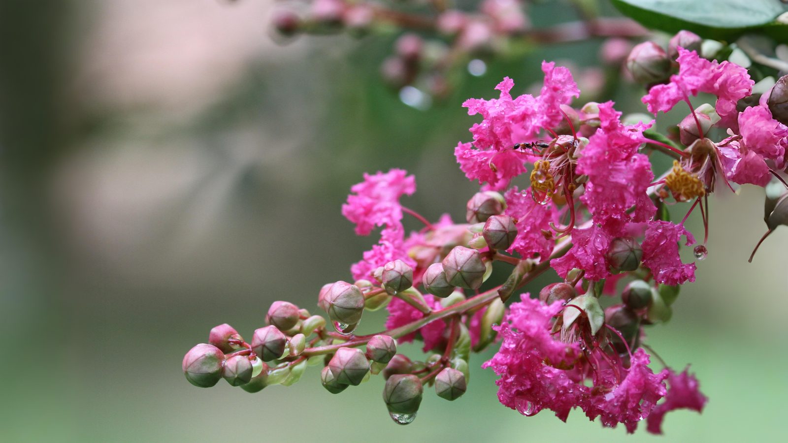 24-Sept Shrubs, Trees & September Colour Section Image