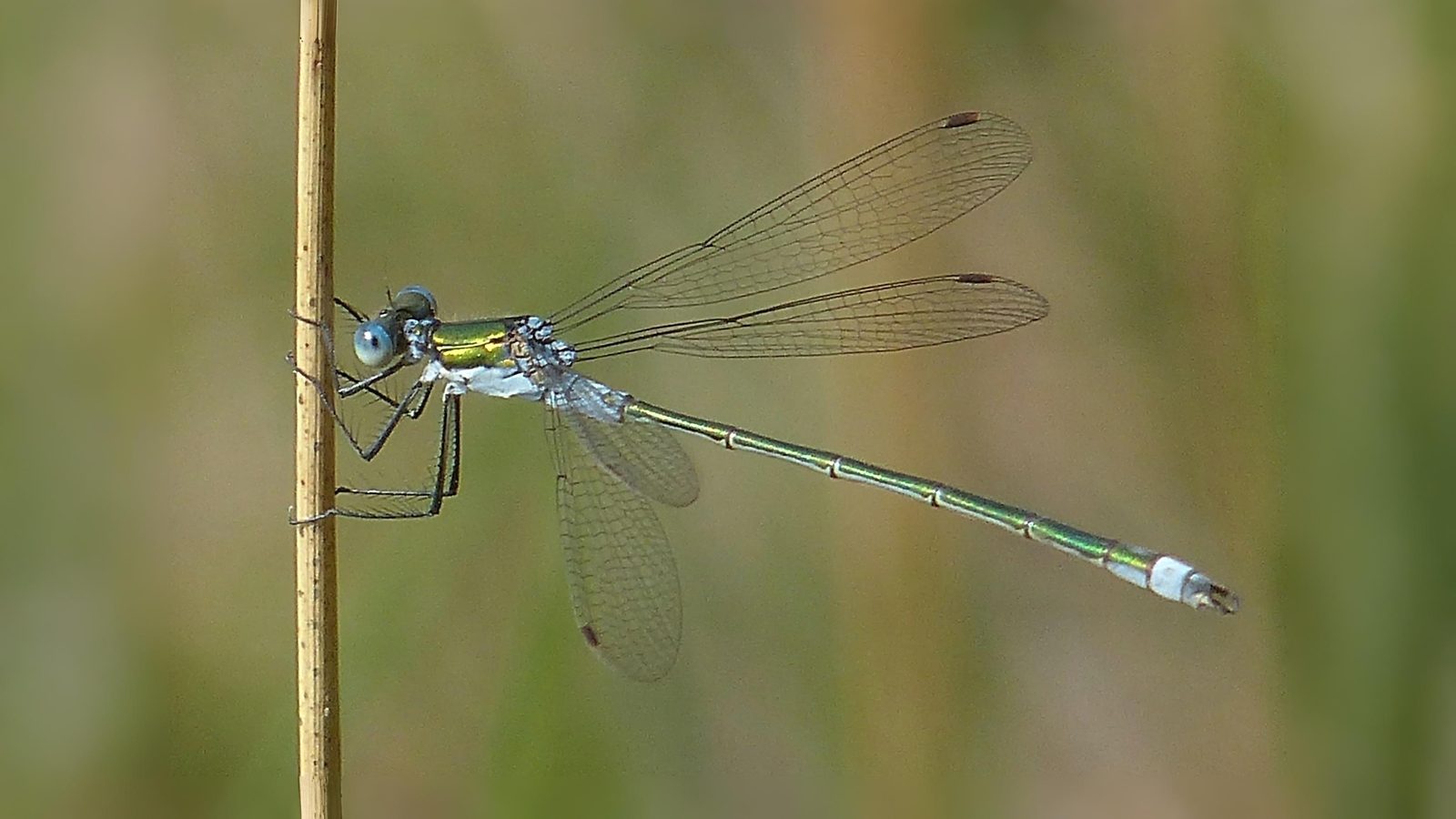 25-Sept Dragonfly Days Dwindle Section Image