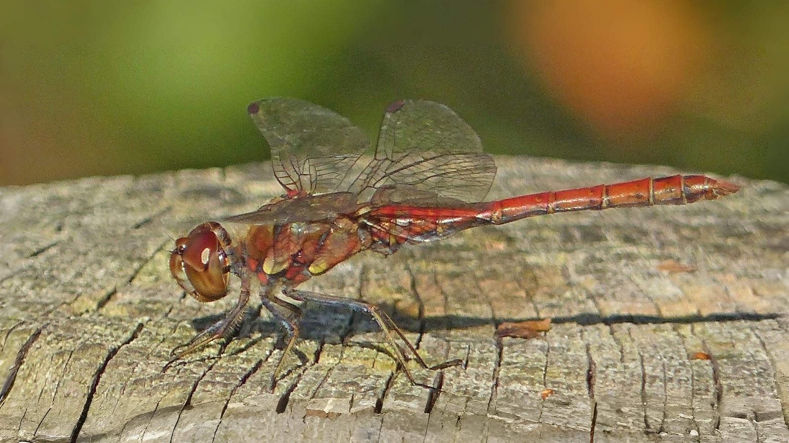 25-Sept Dragonfly Days Dwindle Section Image