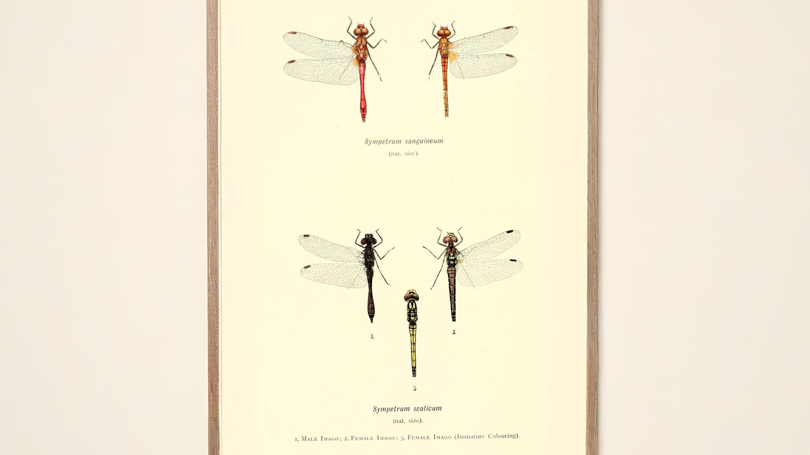 25-Sept Dragonfly Days Dwindle Section Image