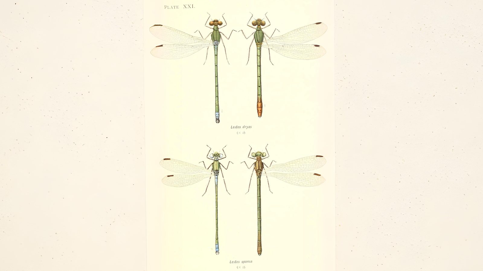 25-Sept Dragonfly Days Dwindle Section Image
