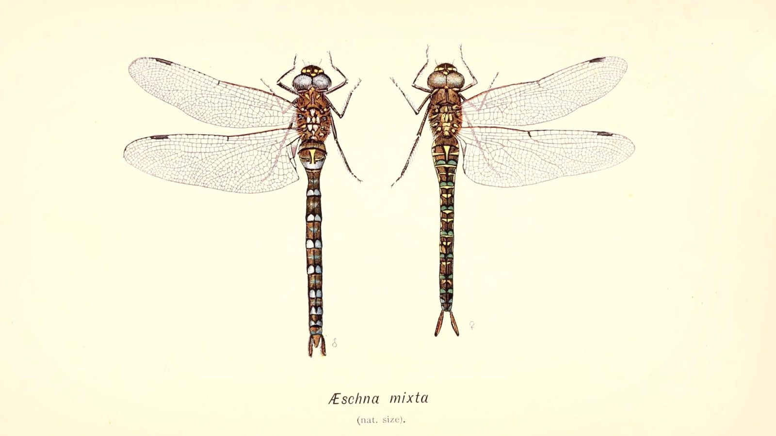 25-Sept Dragonfly Days Dwindle Section Image