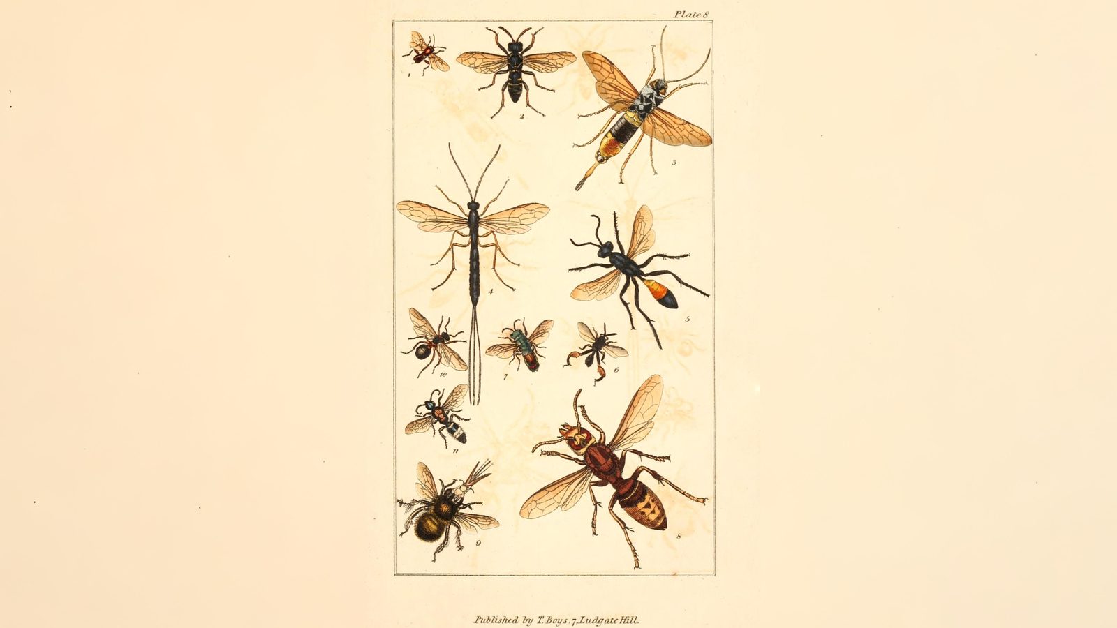 26-Sept September’s Stinging Shadows Section Image