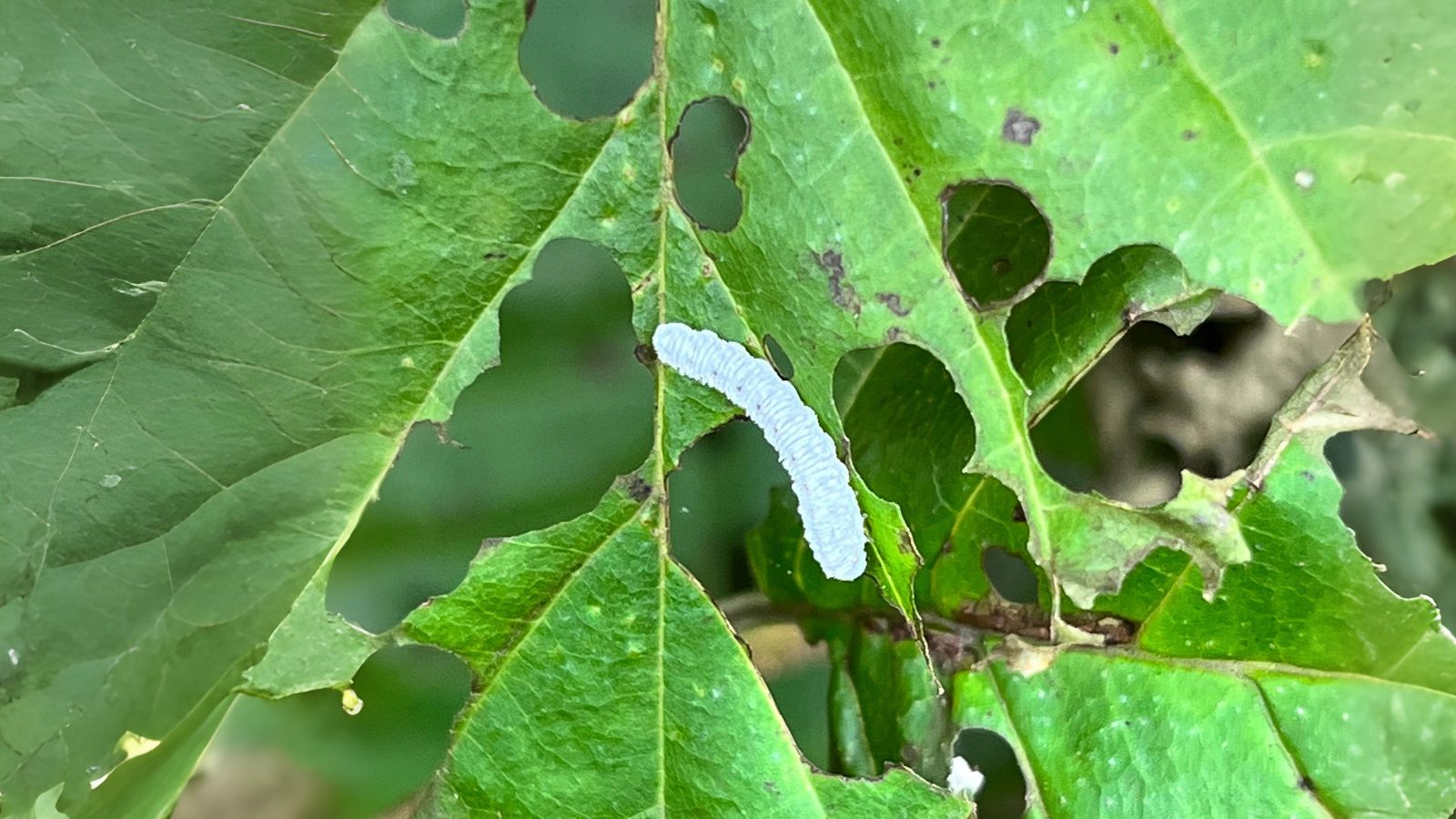 27-Sept September’s Hidden Invaders Section Image